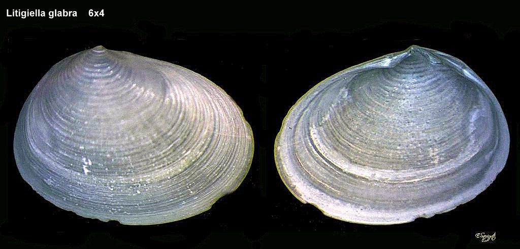 Litigiella glabra